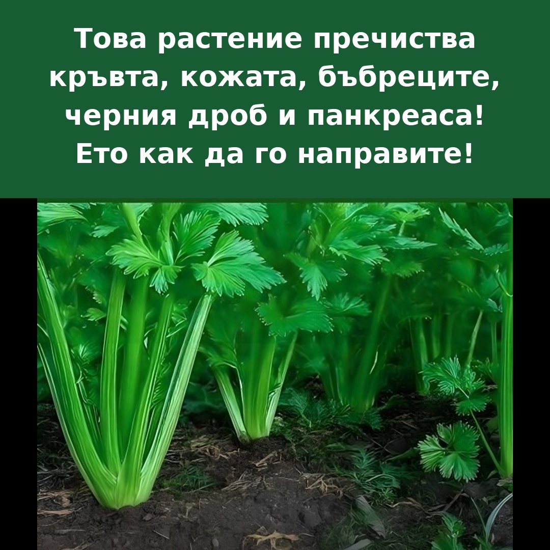 Това растение подпомага прочистването на кръвта, кожата, бъбреците, черния дроб и панкреаса… НАПРАВЕТЕ ГО ПО ТОЗИ НАЧИН.