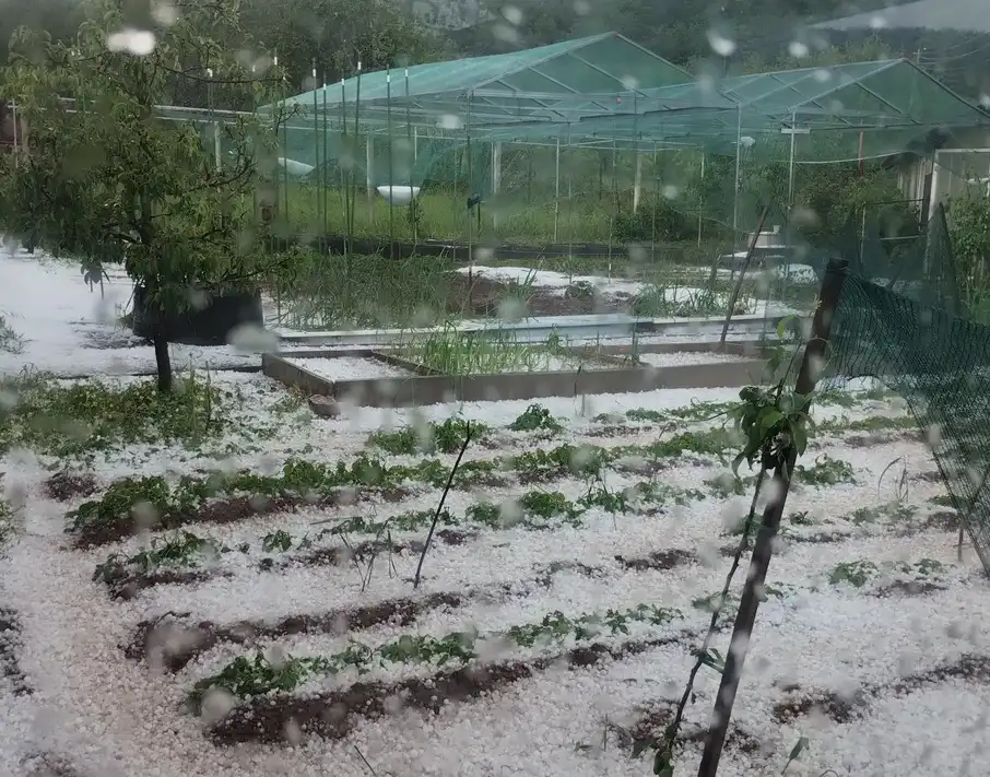 Буря и градушка с големината орех, народът плаче с глас: Унuщожи всuчко! Отива към..