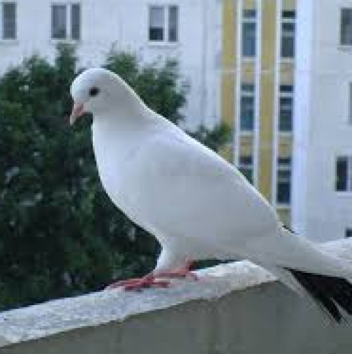 Защо гълъб каца върху перваза на прозореца и какво иска да каже на стопаните