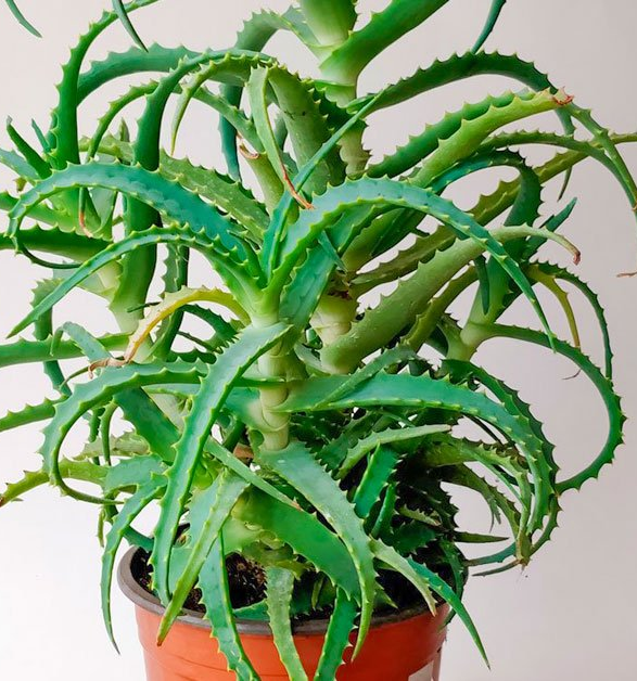 Всеки, който отглежда Алое вера у дома, трябва да знае това