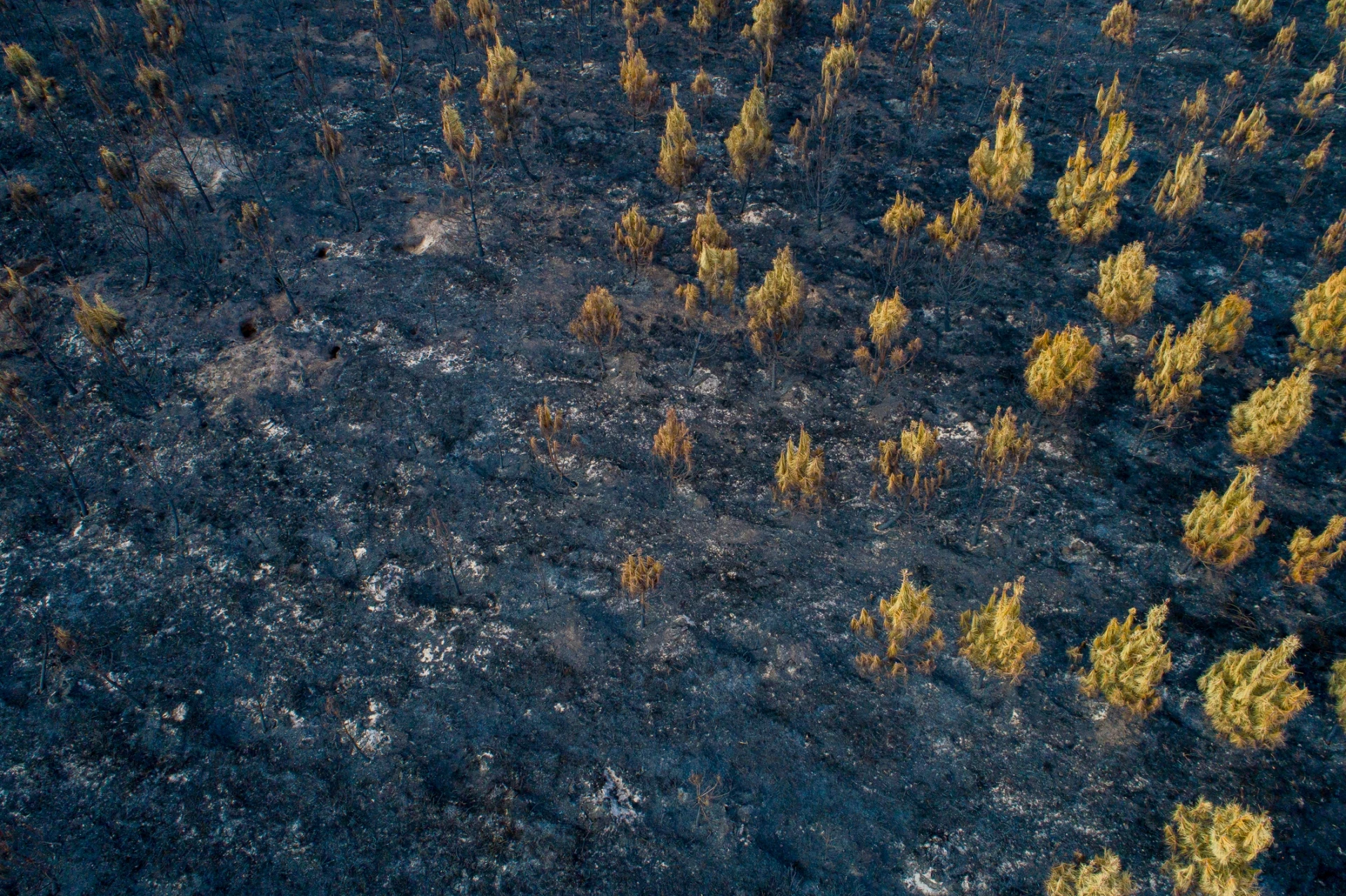 0593055001762848750 big