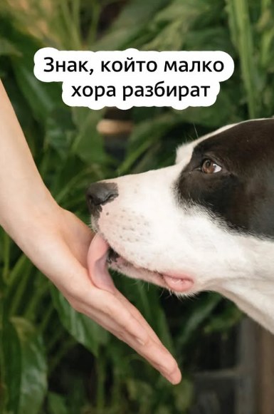 Какво означава, когато кучето ближе ръцете на стопанина си – и на какво е добре да обърнете внимание