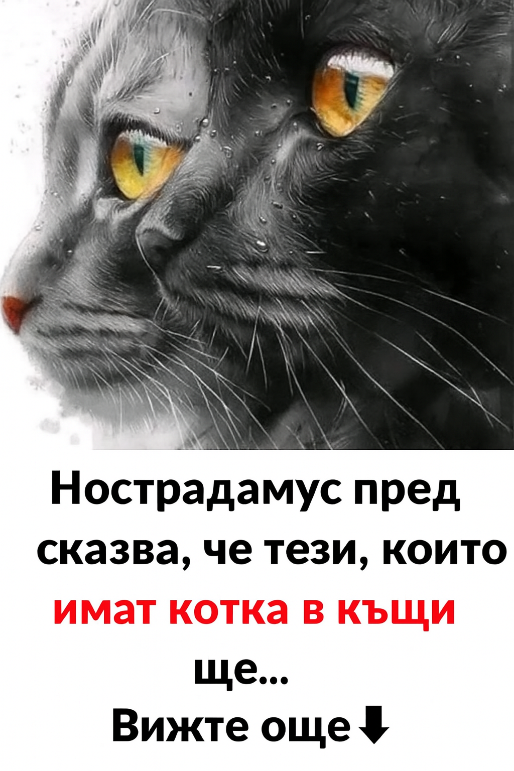 Нострадамус предсказва, че тези, които имат котка в къщи, ще…