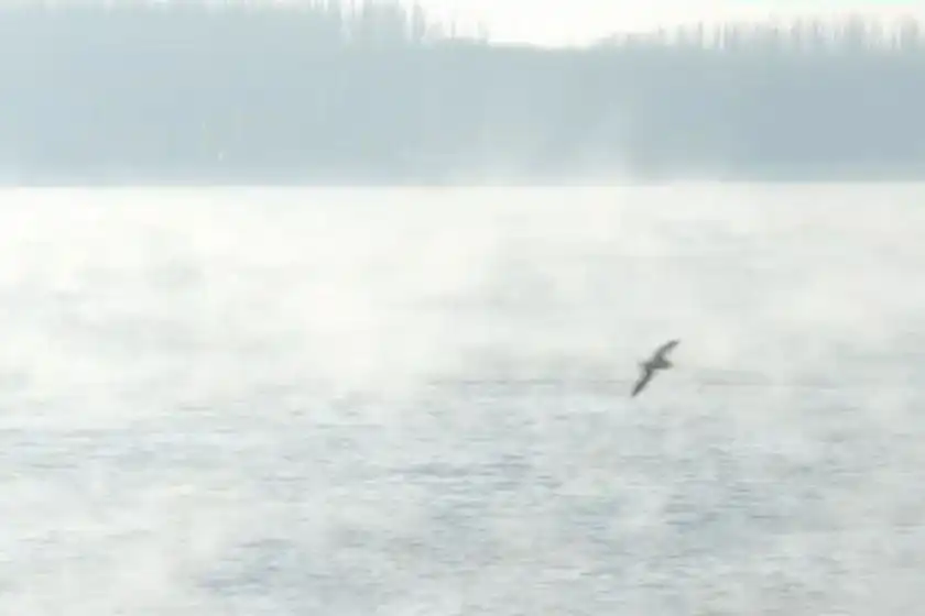 Река Дунав кипна, зрелищни снимки