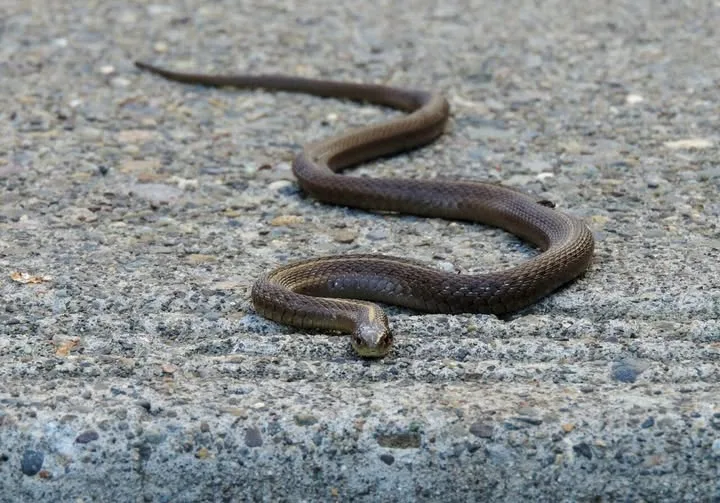 Ето защо змиите хапят хора: Никога не бихте предположили, а причината е доста страшна..