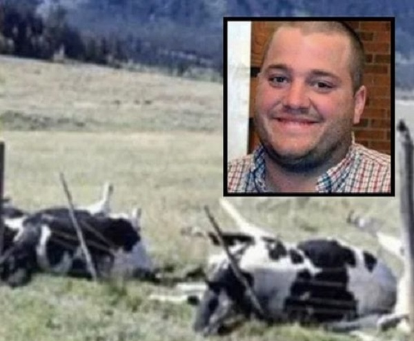 Фермер и 16 кравu са открити мъртвu, а ужасяващата причина за смъртта ще ви разплаче