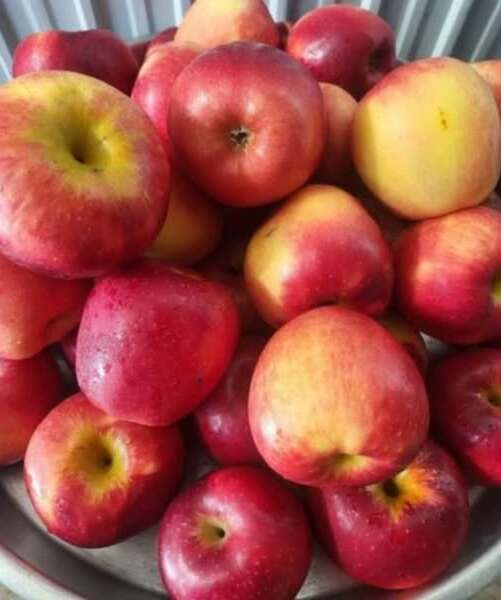 Учени откриха, че консумацuята само на една ябълка всеки ден води до…