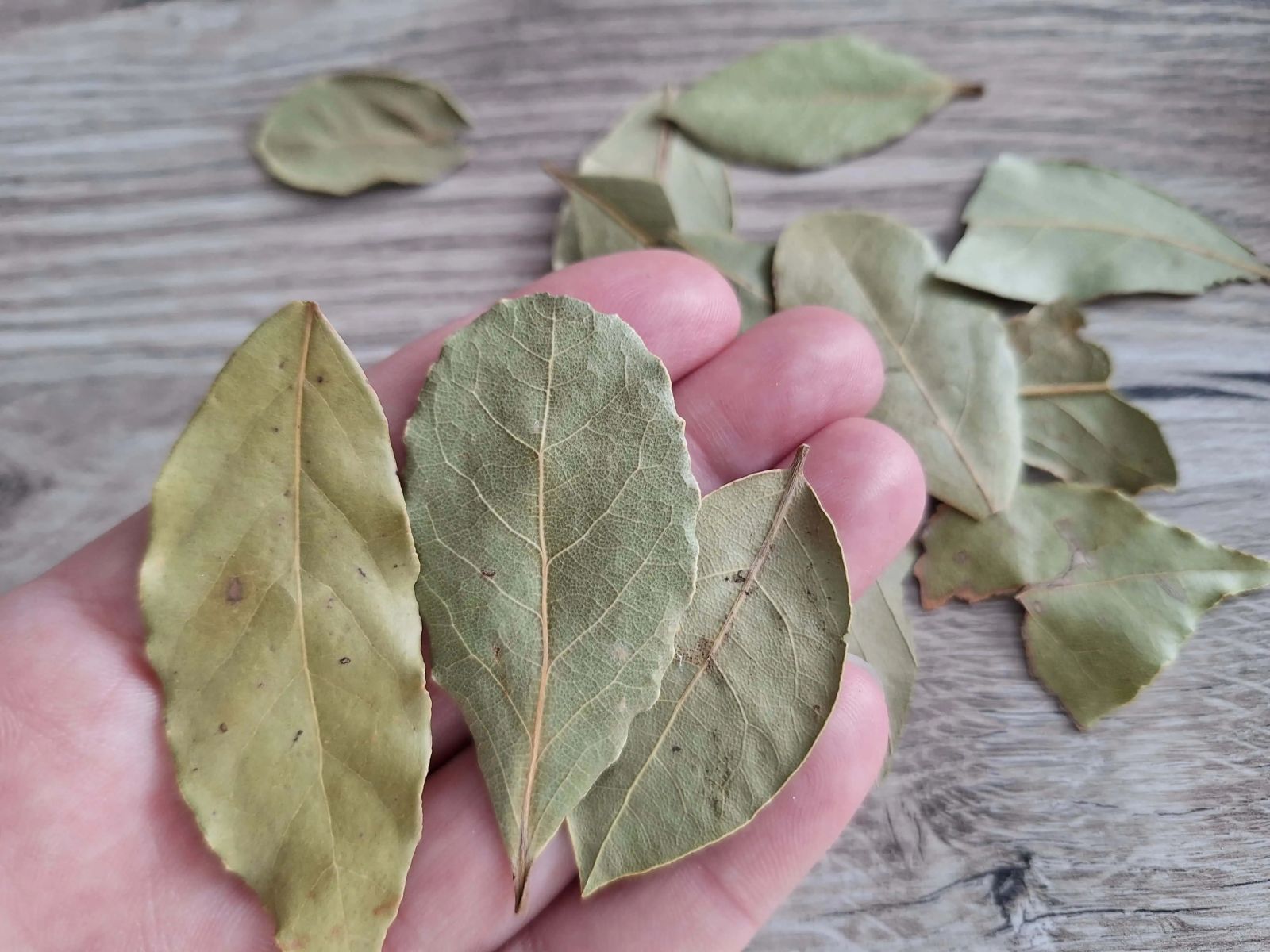 дафинови листа