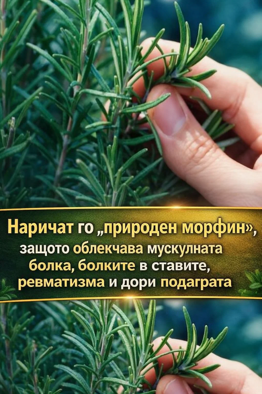 Силните и доказани с времето ползи на тази билка за хора в напреднала възраст