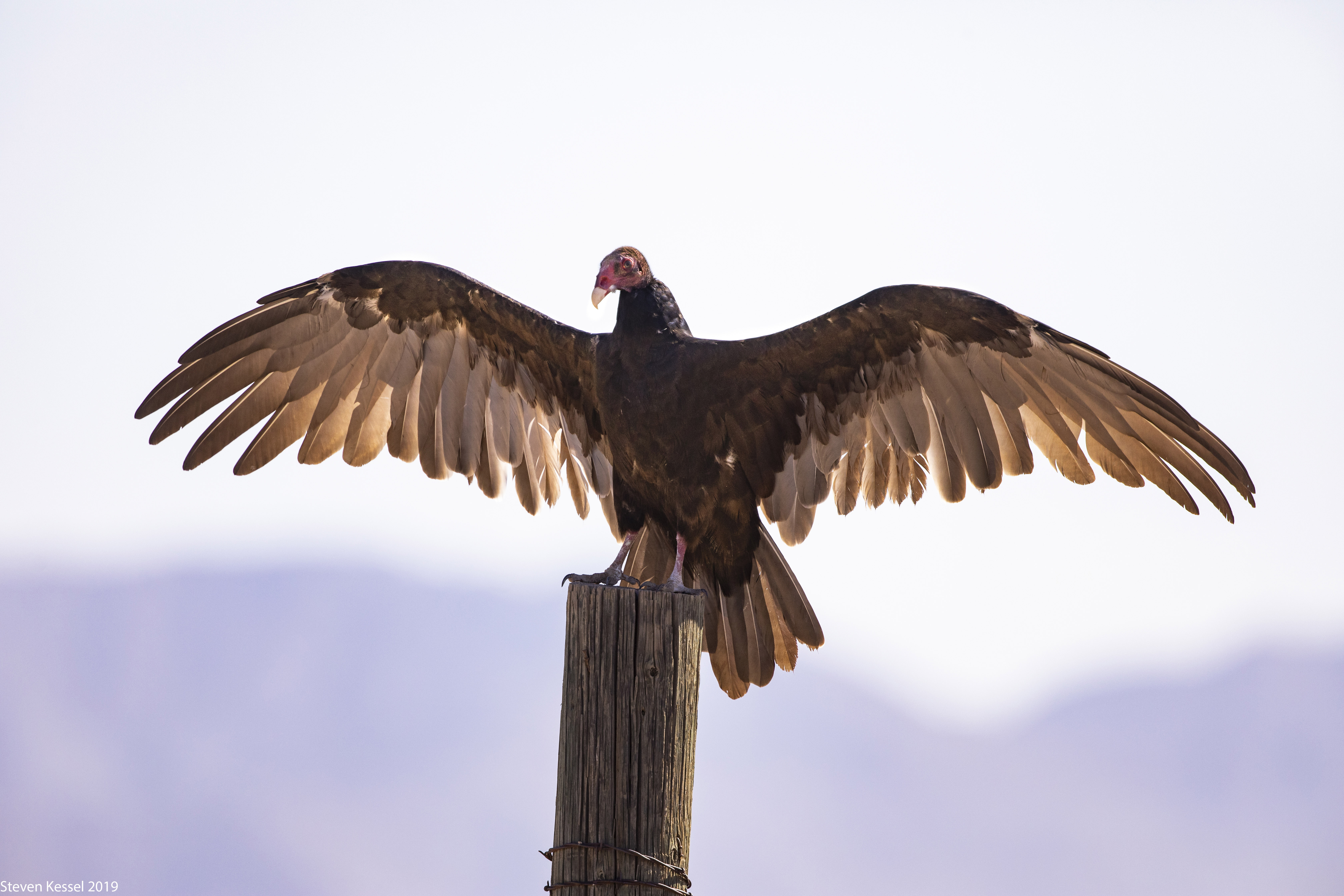 Гигантски орел, заснет в Бро… виж още… ⤵️ 4 Image