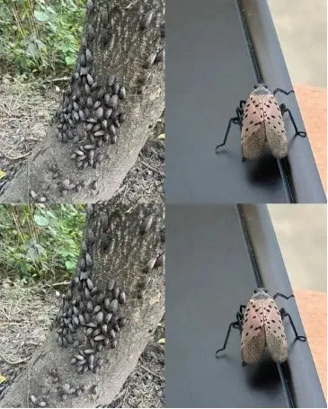 Видяхме предупредени: ако забележите дори ЕДИН, действайте незабавно. Без колебание