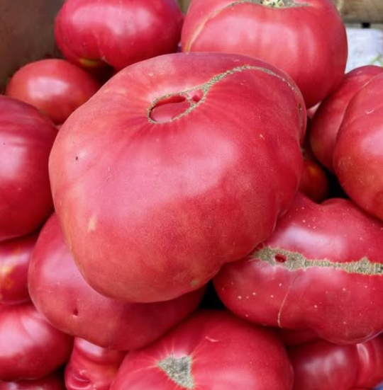 От години поливам доматите само с това и не мога да смогна да ги обера – не е за вярване какво прави разтворът