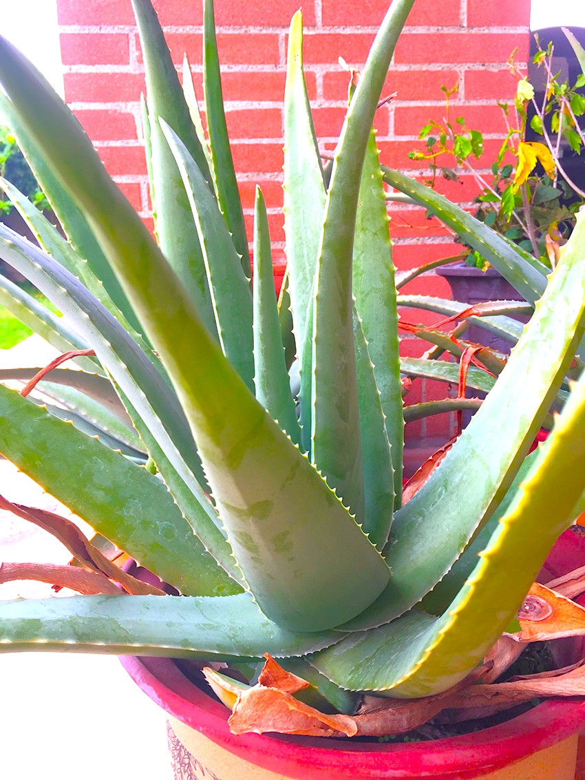 Ето какво се случва в дом, в който се отглежда алое вера