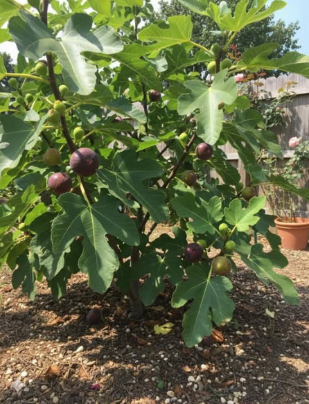 Какво се случва, ако посадите това дърво или ако вече имате едно в двора си – истината, която малко хора знаеха…