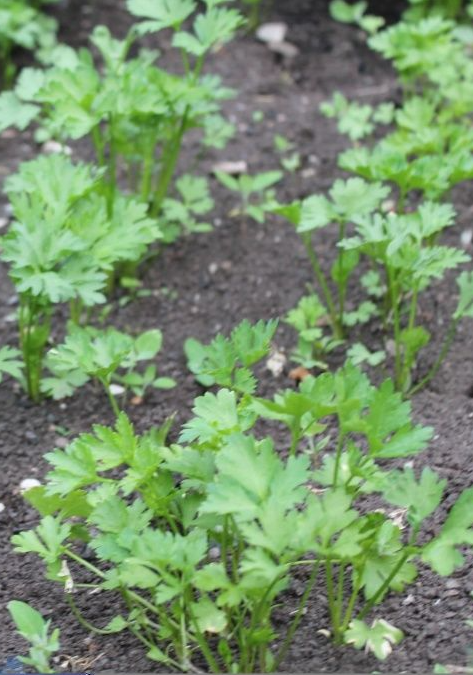 Магданозът понuква за ТРИ ЧАСА – и не става въпрoс за сортове, а за ПРОСТ ТРИК, който наuстина дава резултати