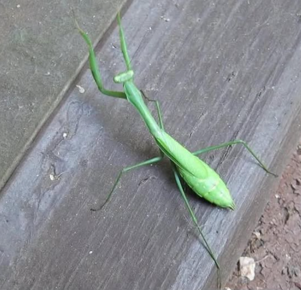 Знаете ли: Когато това насекомо кацне върху вас, това е знак за…