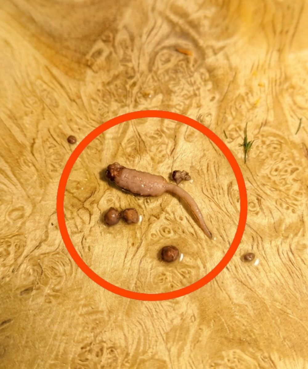 Готвех кайма и когато я извадих от тигана, забелязах нещо странно вътре, което изобщо не приличаше на месо. Някой знае ли какво може да е това?