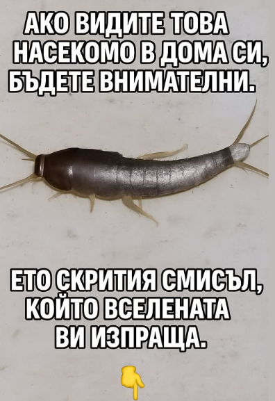 Ако сте забелязали това насекомо в дома си, бъдете внимателни: това може да означава, че… продължете да четете