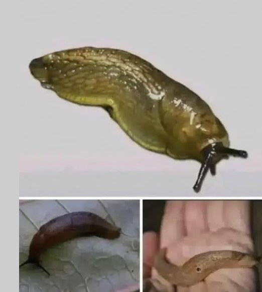 Знаеше ли, че когато ГОЛ ОХЛЮВ посети дома ти, това означава, че имаш…