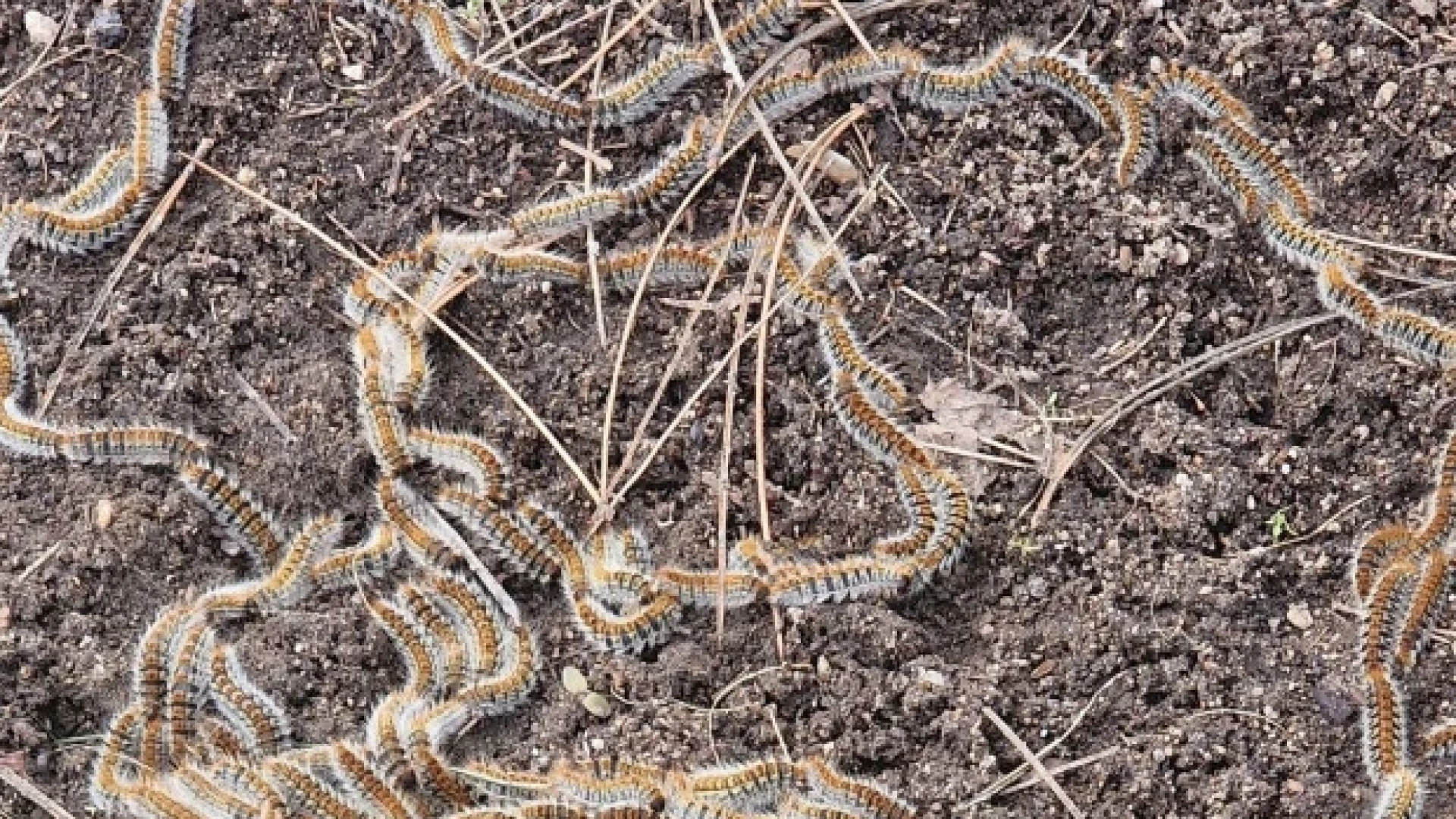 Само огън го мори: Най-опасното животно в България пак напада