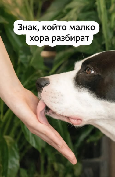 Когато кучето ви ближе ръцете – какви сигнали изпраща и защо е важно да ги разчетете. Това не е просто навик