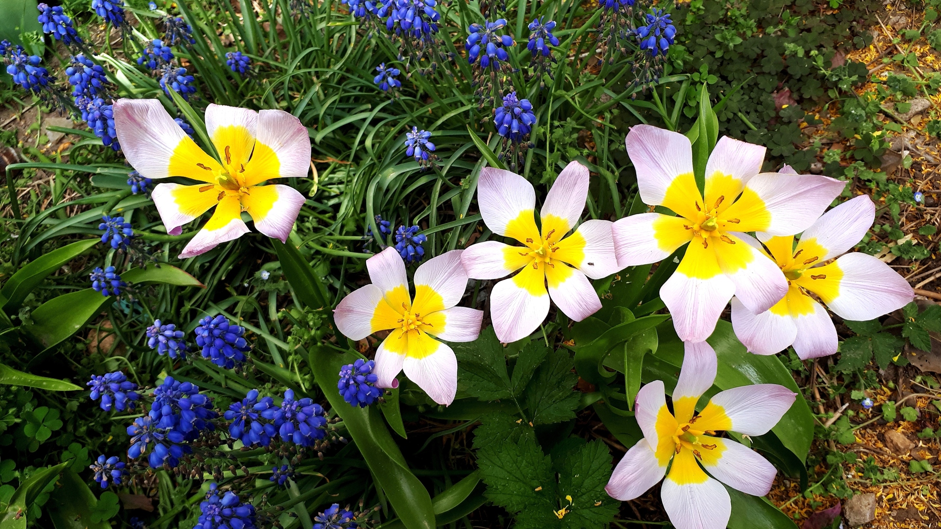 Засадете това цвете след Великден – ще ви донесе късмет