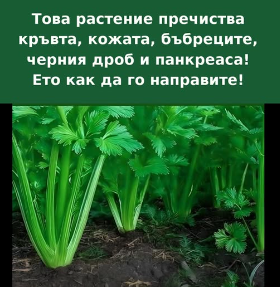 Това растение подпомага прочистването на кръвта, кожата, бъбреците, черния дроб и панкреаса… НАПРАВЕТЕ ГО ПО ТОЗИ НАЧИН.