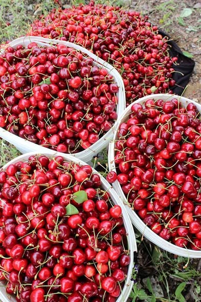 Ще ахнете! Обявиха цените на първите череши