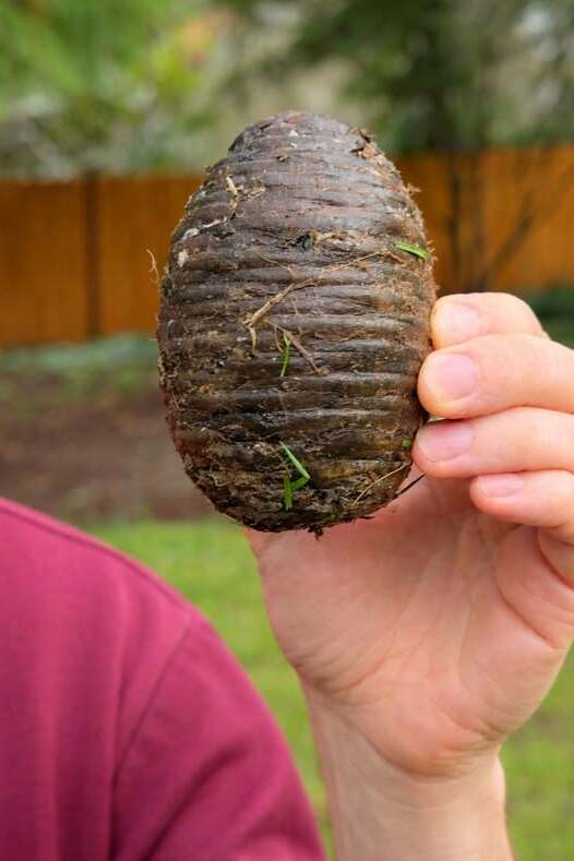 Открих това странно нещо в задния двор съвсем случайно… и останах в шок, когато разбрах какво е