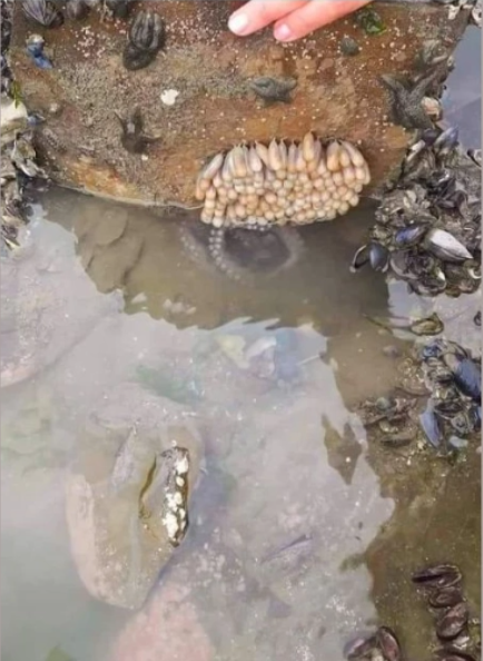 Нашенец показа тази СНИМКА и цялата мрежа почна да се пита: Какво е това?