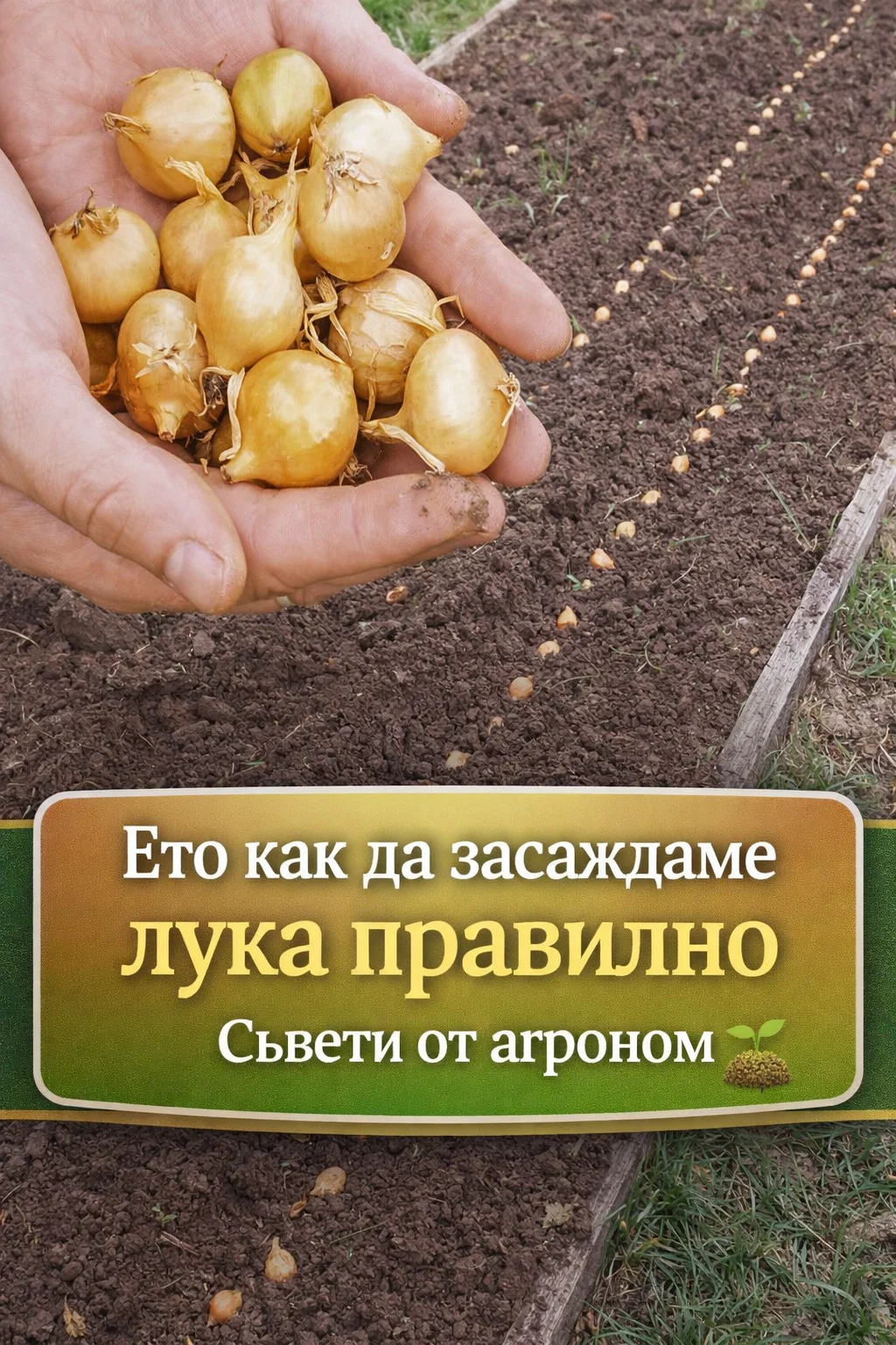 Как да засадите лука така, че да стане едър и да не пуска цветоносни стрели. Опитни градинари споделят изпитани съвети, които си струва да запомните — скоро ще ви бъдат от полза.
