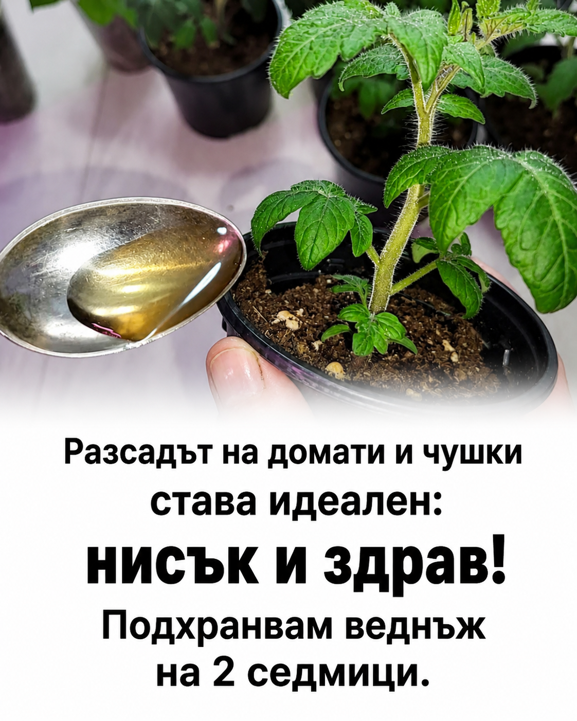 Разсадът на домати и чушки става равномерен и здрав – нисък и силен! Подхранвам веднъж на две седмици