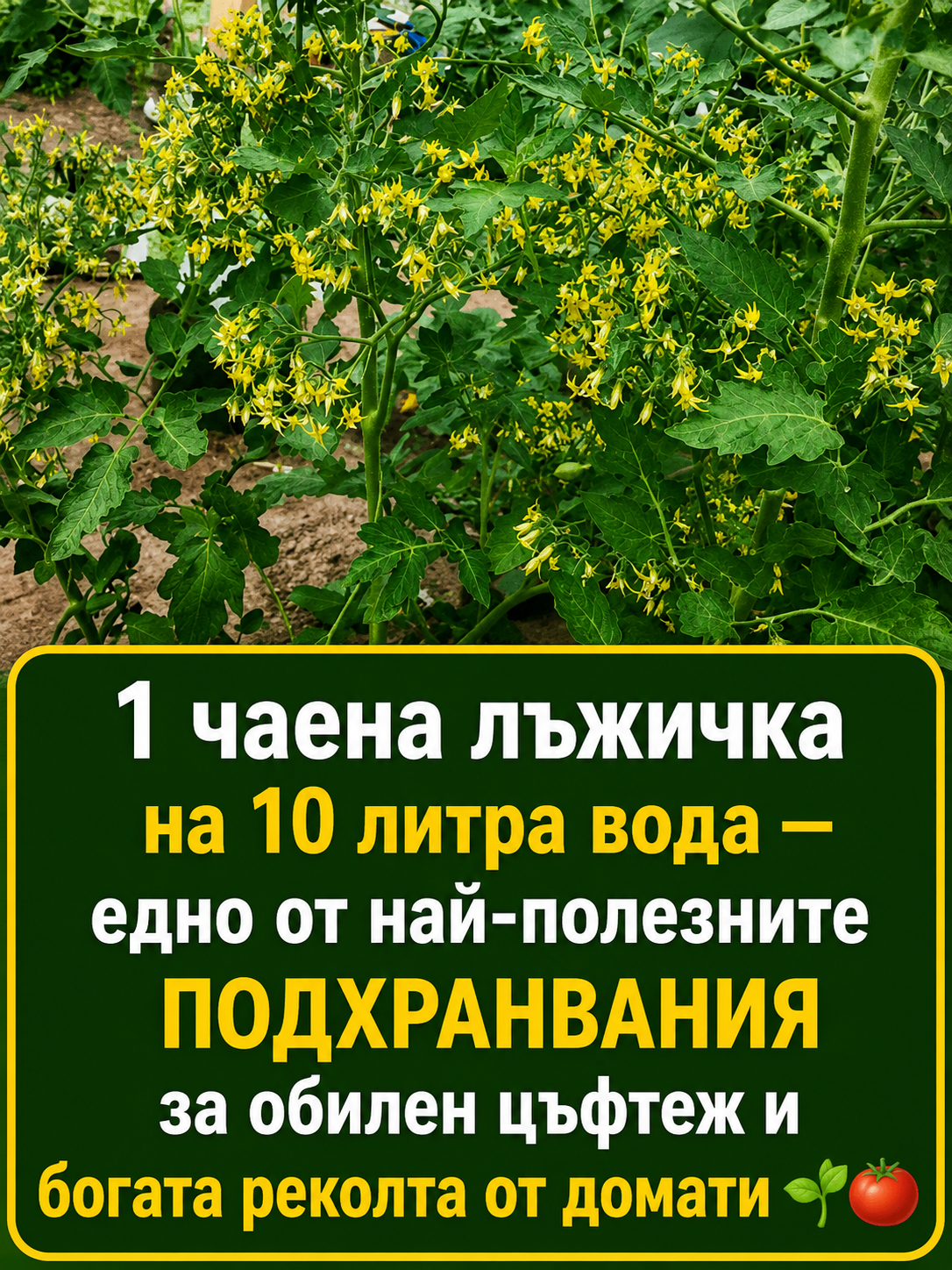От наша читателка 1 чаена лъжичка на 10 литра вода — едно от най-полезните подхранвания за обилен цъфтеж и богата реколта от домати
